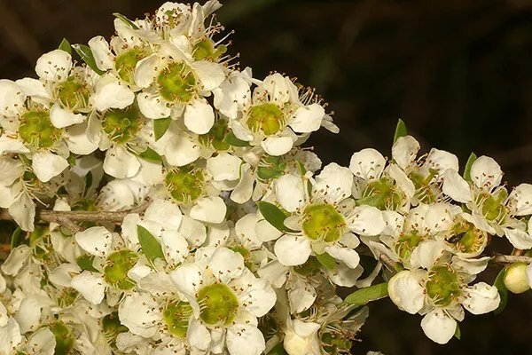 Tantoon (Leptospermum Polygalifolium) 200 Seeds
