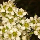 Tantoon (Leptospermum Polygalifolium) 200 Seeds