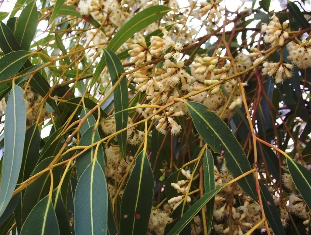 Dwarf Sugar Gum (Eucalyptus Cladocalyx Nana) 50 Seeds