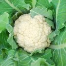 Organic Snowball Cauliflower (Brassica Olercea) 50 Seeds
