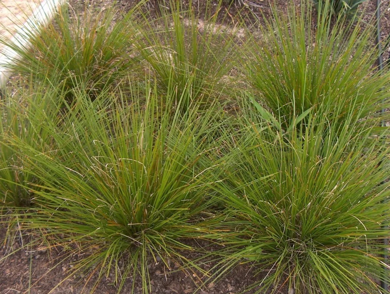 Matt Rush (Lomandra Longifolia) 40 Fresh Seeds