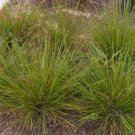 Matt Rush (Lomandra Longifolia) 40 Fresh Seeds
