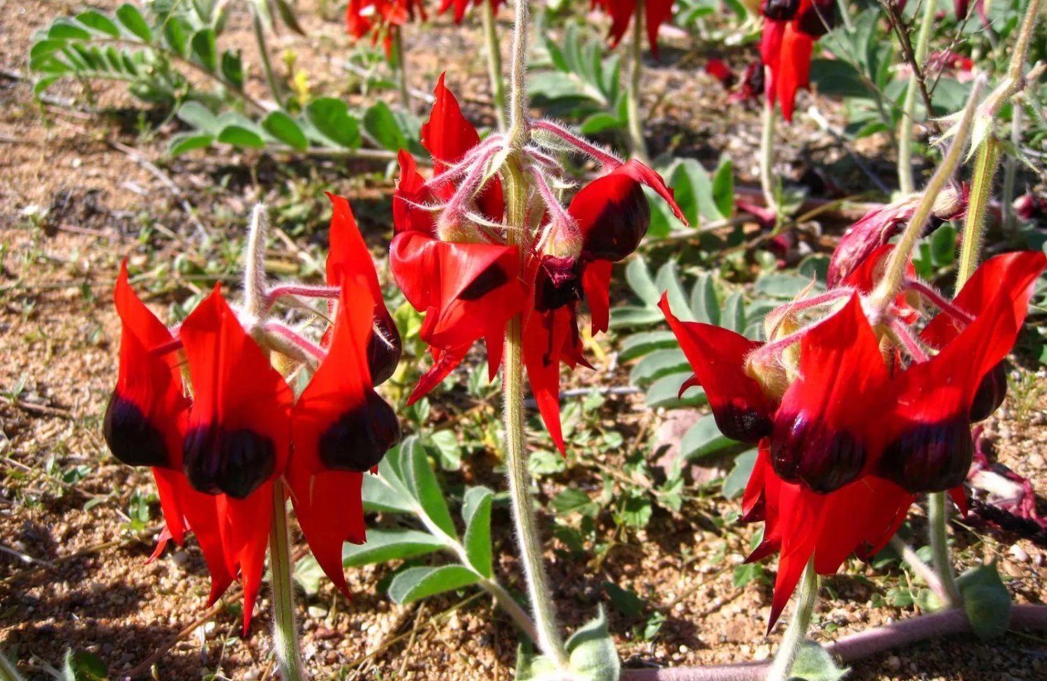 Sturts Desert Pea (Swainsona Formosa) 20 Seeds