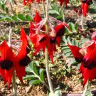 Sturts Desert Pea (Swainsona Formosa) 20 Seeds