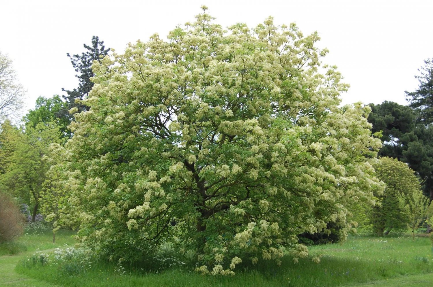 Flowering Ash (Fraxinus Ornus) 25 Fresh Seeds