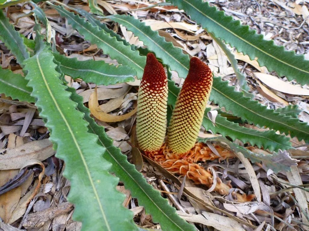 Prostrate Banksia (Banksia Petiolaris) 5 Seeds