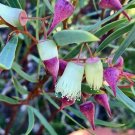 Eucalyptus Rosacea 25 Seeds