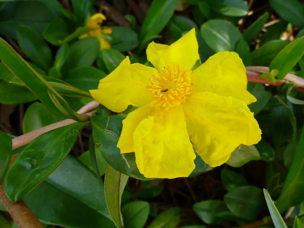 Climbing Guinea Flower (Hibbertia Scandens) 20 Seeds