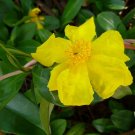 Climbing Guinea Flower (Hibbertia Scandens) 20 Seeds