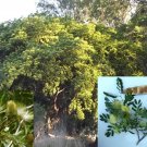 Womens Tongue Tree (Albizia Lebbeck) 20 Seeds