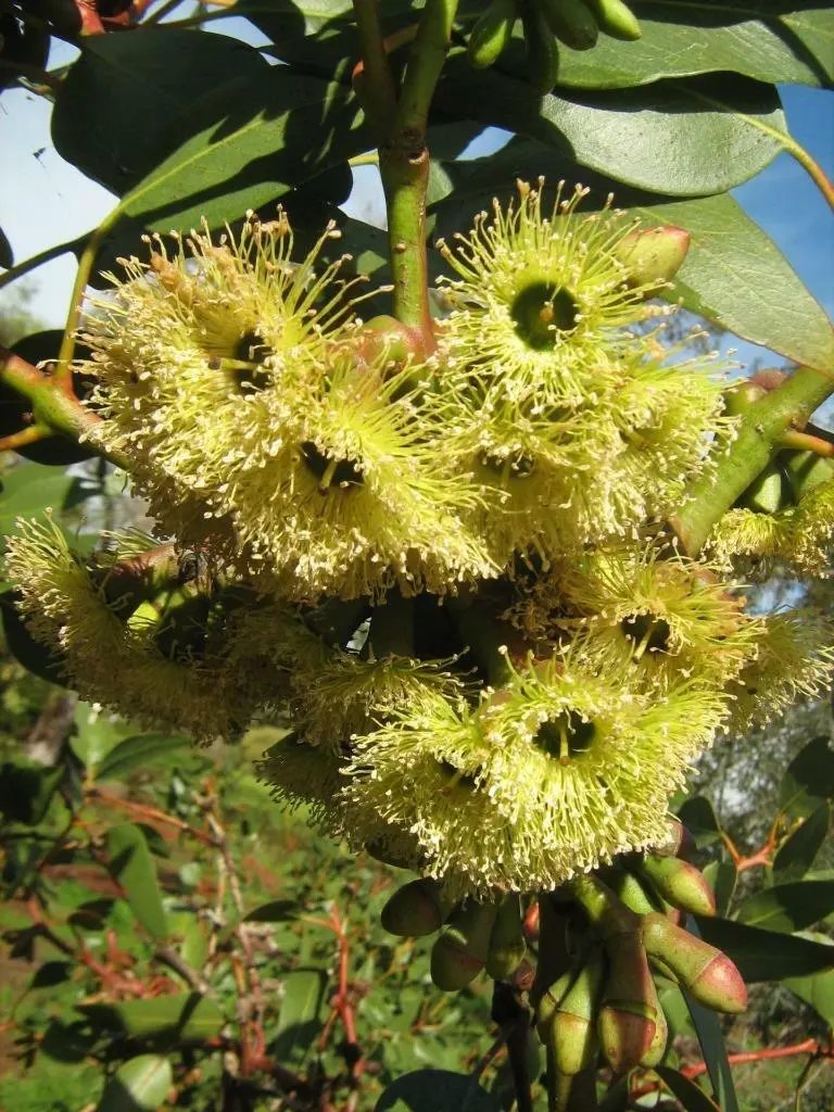 Coarse Leaved Mallee ( Eucalyptus Grossa ) 50 Seeds