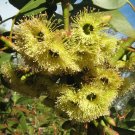 Coarse Leaved Mallee ( Eucalyptus Grossa ) 50 Seeds