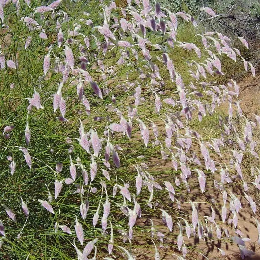 Weeping Mulla Mulla (Ptilotus Calostachyus) 100 Seeds