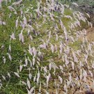 Weeping Mulla Mulla (Ptilotus Calostachyus) 100 Seeds