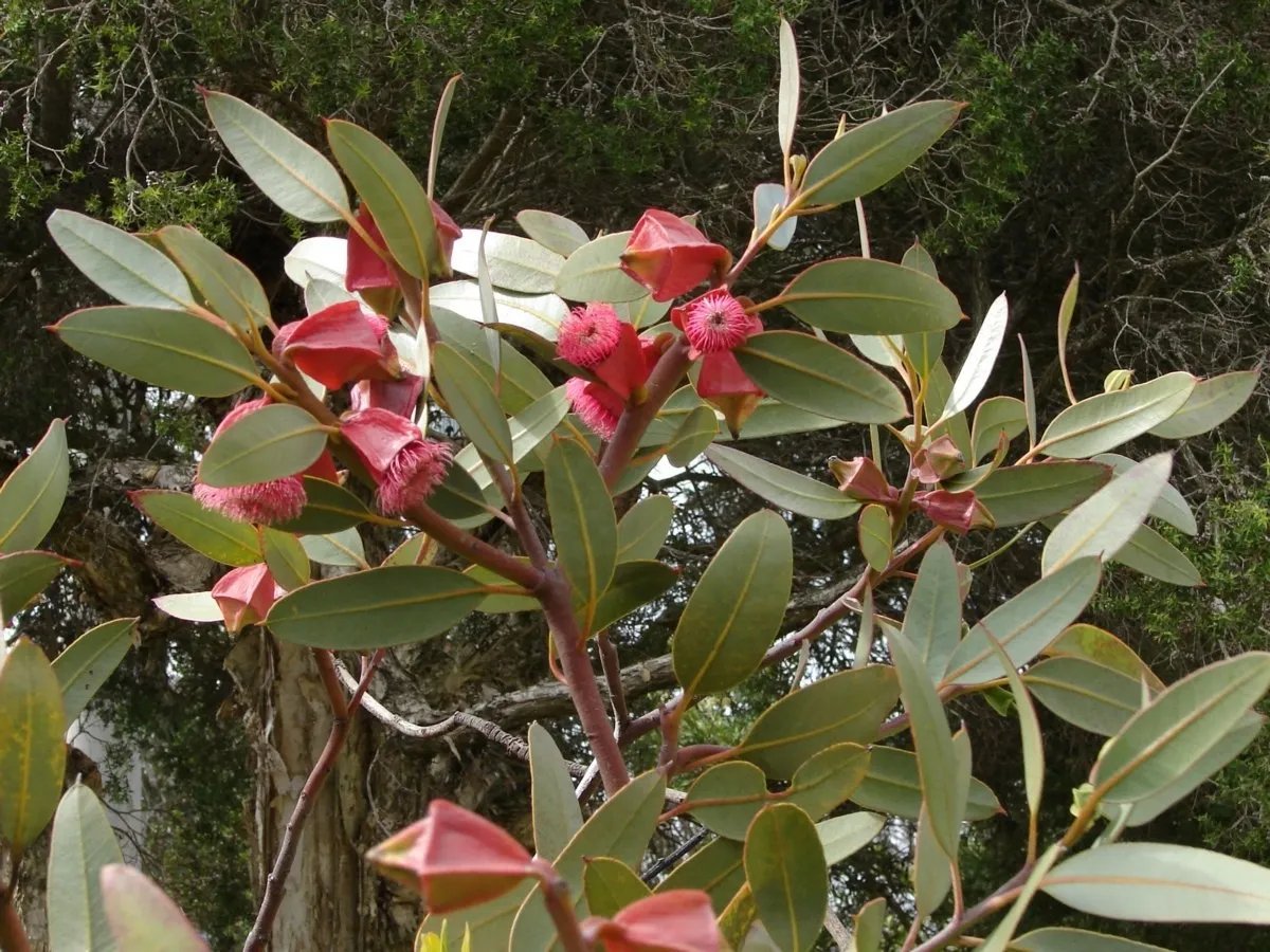 Square Fruited Mallee (Eucalyptus Tetraptera) 30 Seeds