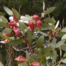 Square Fruited Mallee (Eucalyptus Tetraptera) 30 Seeds