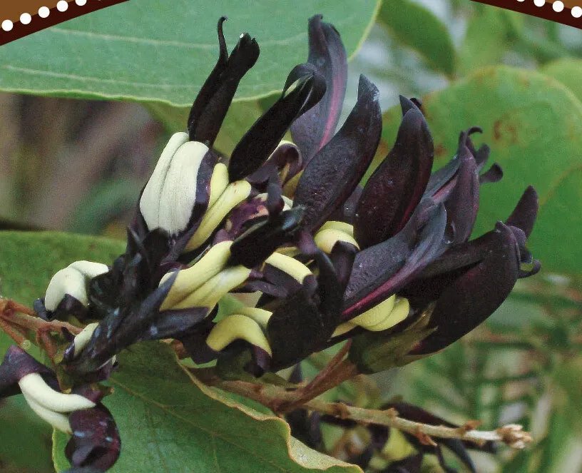 Black Coral Pea (Kennedia Nigricans) 20 Seeds
