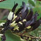 Black Coral Pea (Kennedia Nigricans) 20 Seeds
