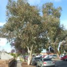 Yellow Gum (Eucalyptus Leucoxylon) 50 Very Fresh Seeds