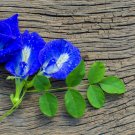 Blue Butterfly Pea (Clitoria Ternatea) 25 Seeds