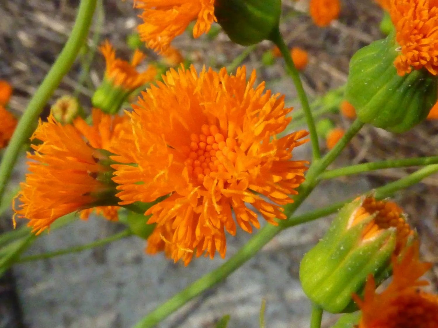Tassel Flower (Leucopogen Verticcllatus) 25 Seeds