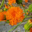 Tassel Flower (Leucopogen Verticcllatus) 25 Seeds