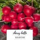 Radish Cherry Belle (Rapahnus Sativus) 200 Seeds