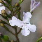 Queen Triggerplant (Stylidium Affine) 25 Seeds