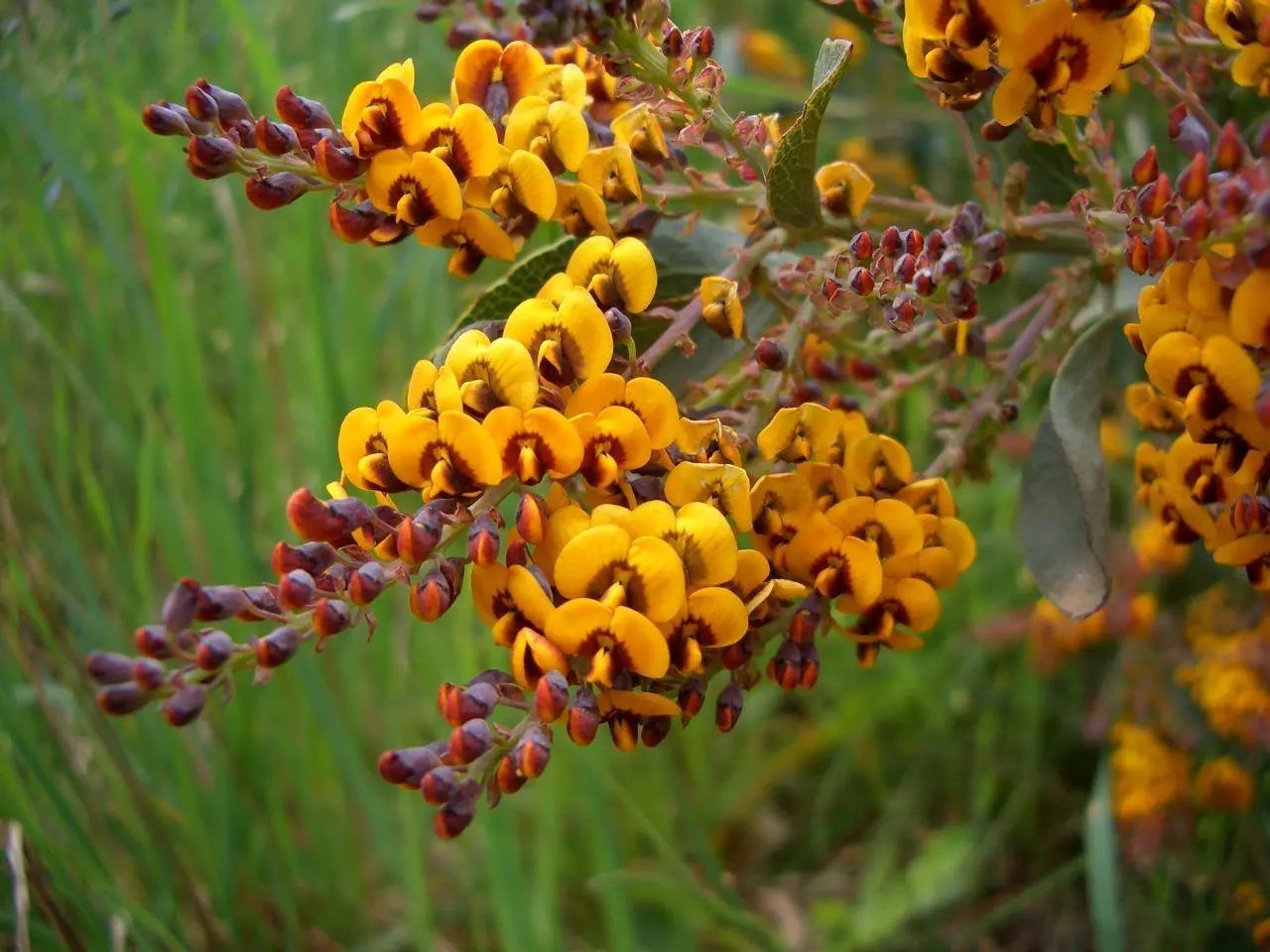 Broad Leaved Bitter Pea (Daviesia Latifolia) 30 Seeds