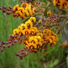 Broad Leaved Bitter Pea (Daviesia Latifolia) 30 Seeds