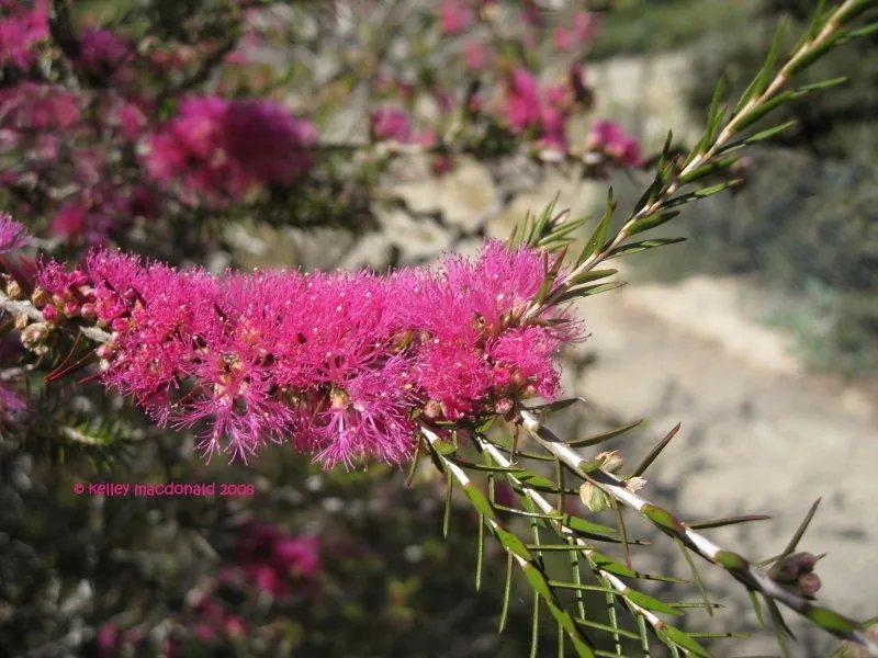 Violet Honey Myrtle (Melaleuca Wilsonii) 200 Seeds