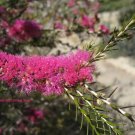 Violet Honey Myrtle (Melaleuca Wilsonii) 200 Seeds