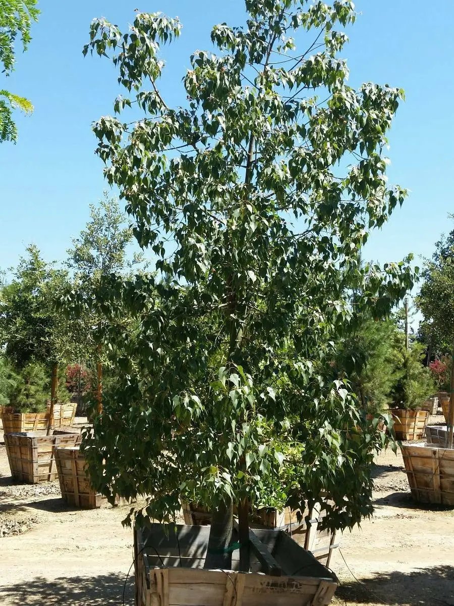 Kurrajong (Brachychiton Populneus ) 10 Seed