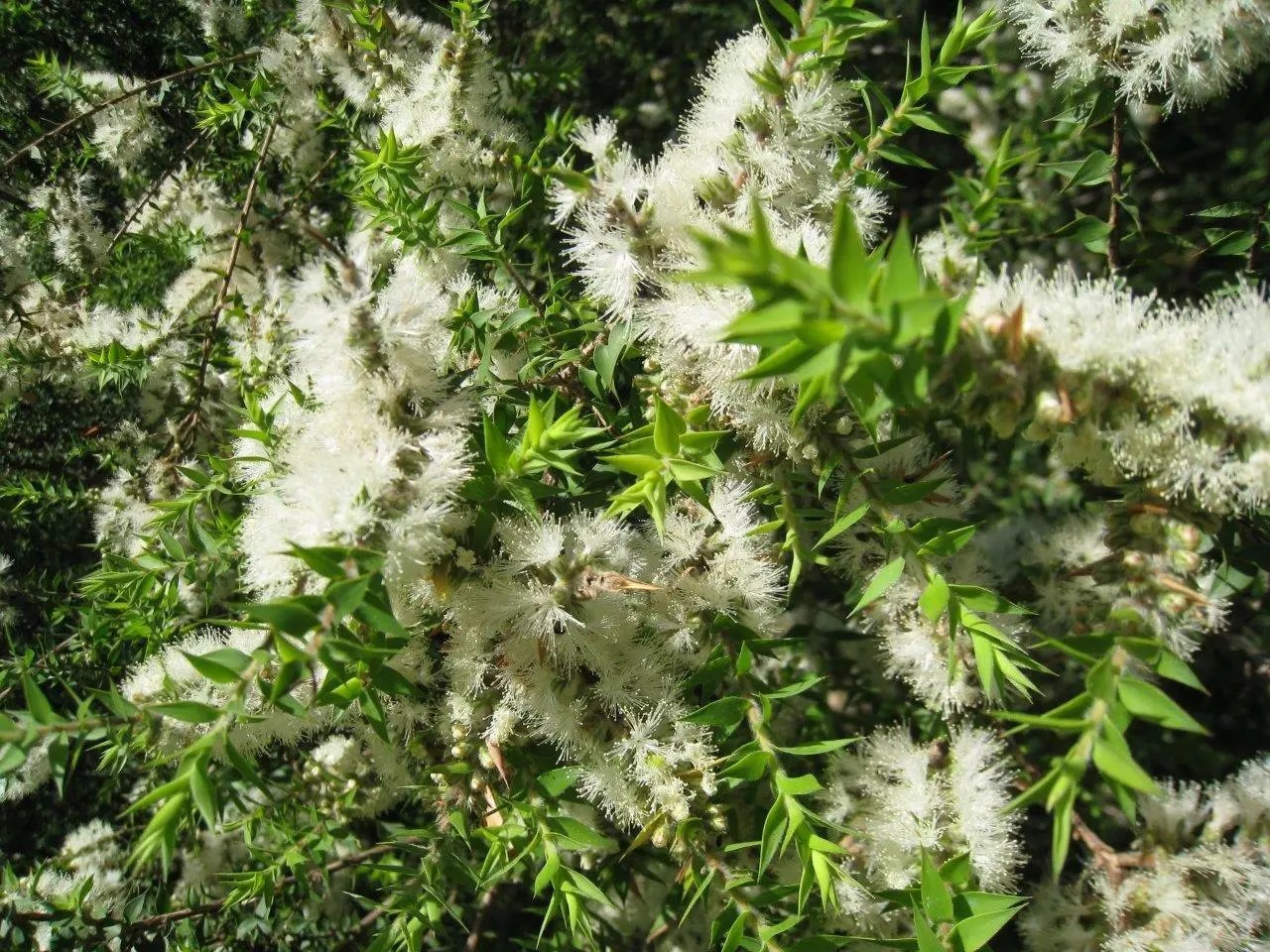 Tick Bush (Kunzea Ambigua ) 200 Seeds