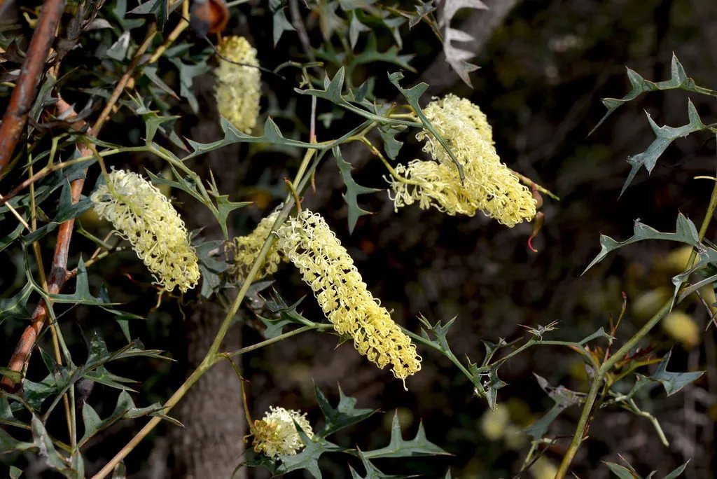 Tangled Grevillea (Grevillea Triternata) 10 Seeds