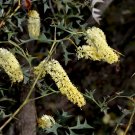 Tangled Grevillea (Grevillea Triternata) 10 Seeds