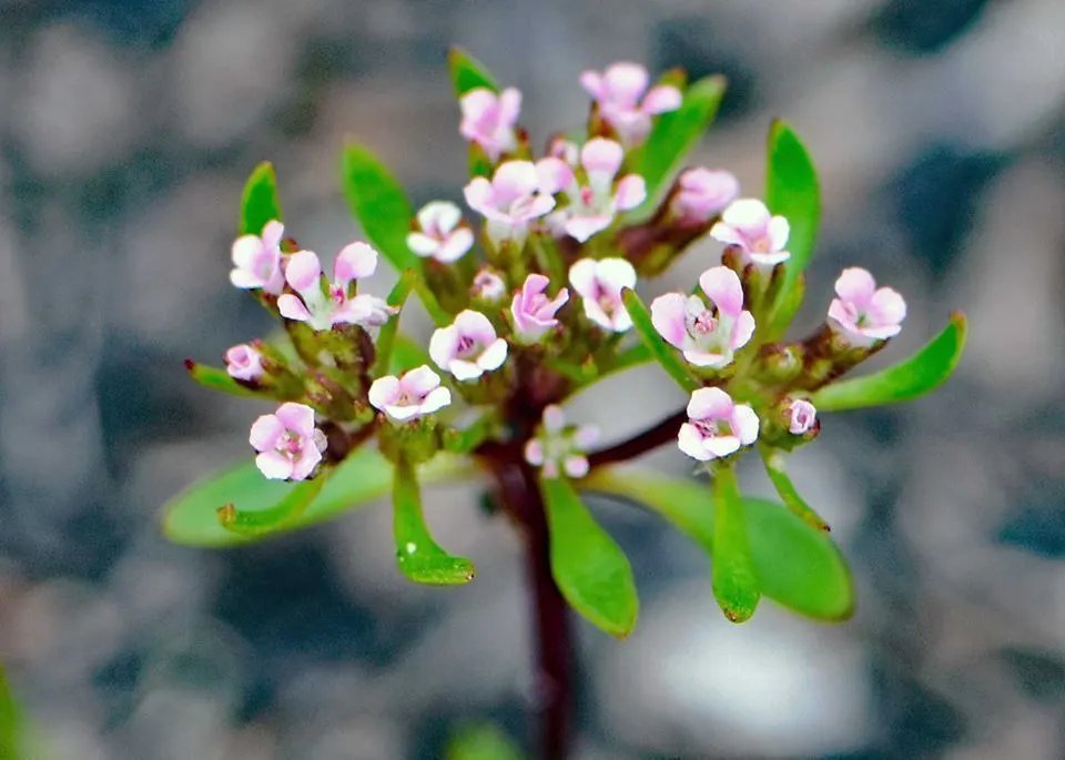 Stylewort (Levenhookia Chippendalei) 25 Seeds