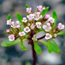 Stylewort (Levenhookia Chippendalei) 25 Seeds