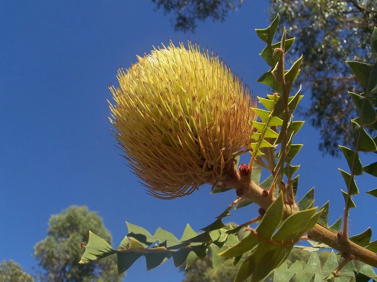 Birds Nest Banksia (Banksia Baxteri) 5 Seeds