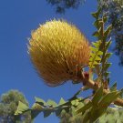 Birds Nest Banksia (Banksia Baxteri) 5 Seeds