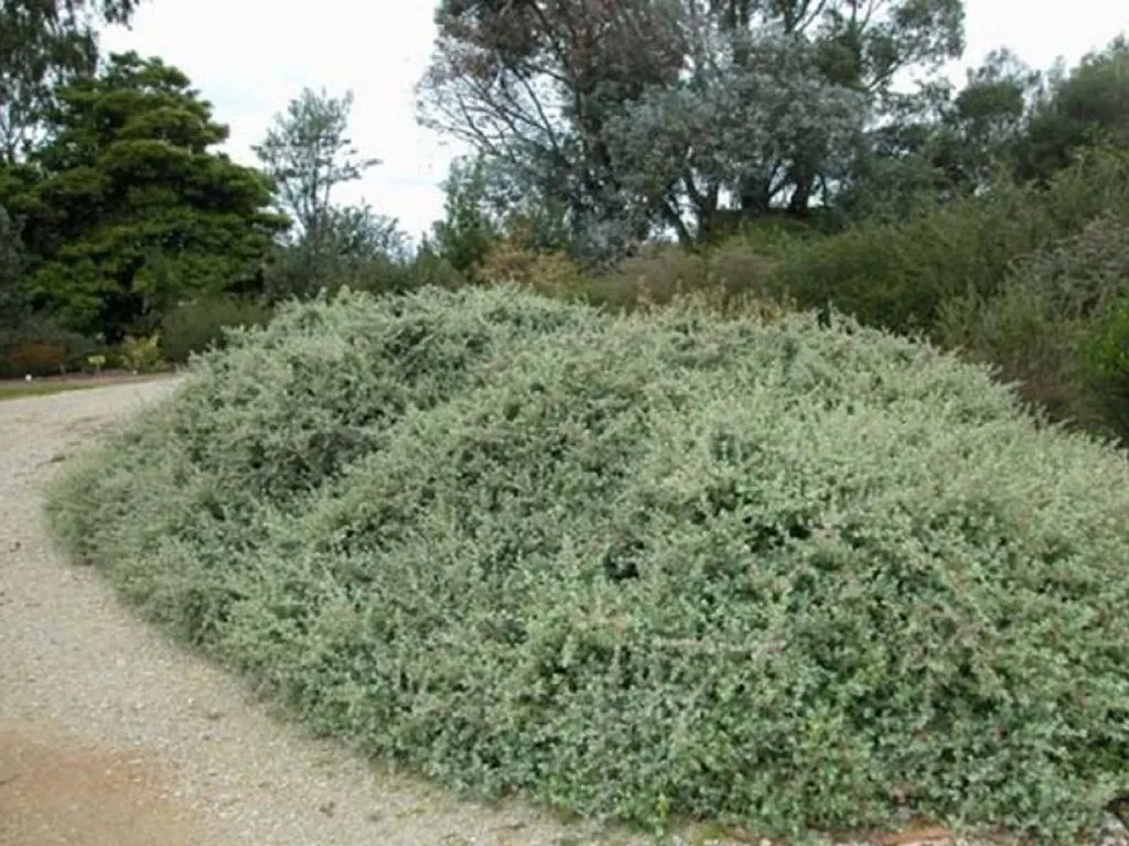 Silver Saltbush (Atriplex Bunburyana) 30 Fresh Seeds
