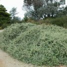 Silver Saltbush (Atriplex Bunburyana) 30 Fresh Seeds