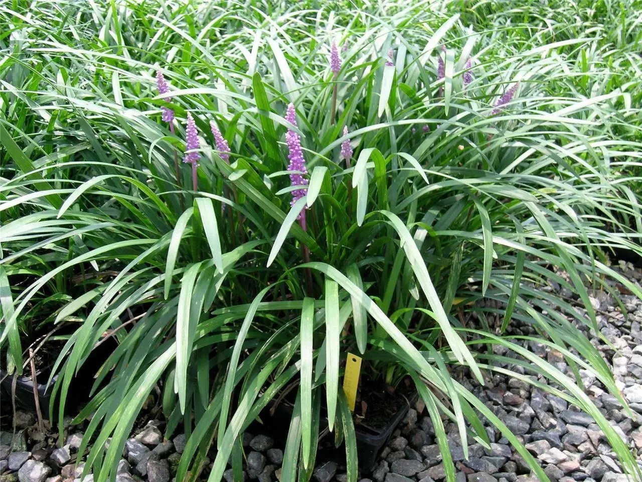 Evergreen Giant (Liriope Gigantea) 10 Fresh Seeds