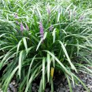 Evergreen Giant (Liriope Gigantea) 10 Fresh Seeds