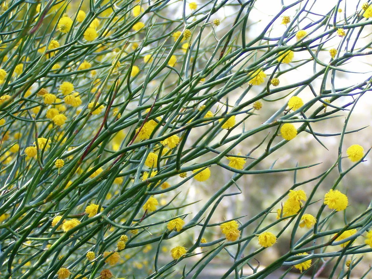 Rock Wattle (Acacia Rupicola) 20 Fresh Seeds