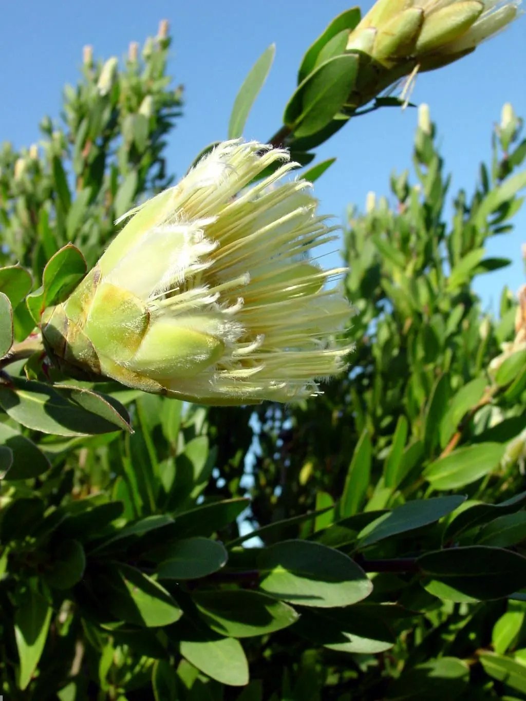 Forest Sugarbush (Protea Mundii) 5 Seeds