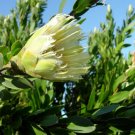 Forest Sugarbush (Protea Mundii) 5 Seeds
