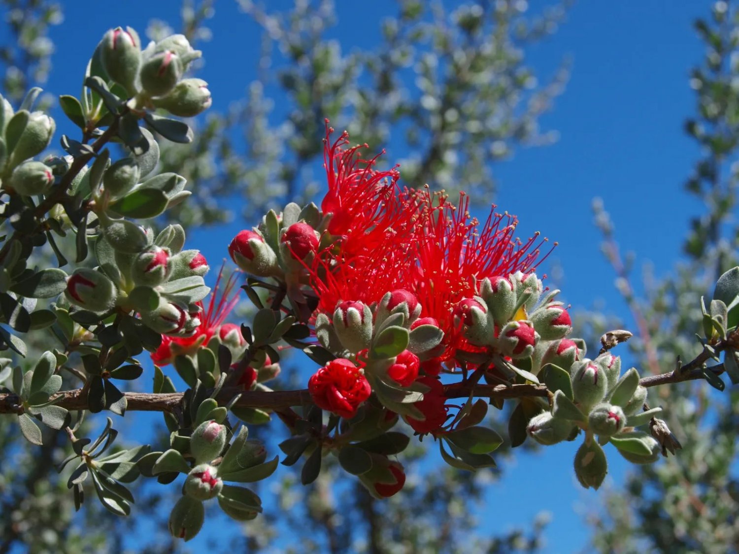 Granite Kunzea (Kunzea Pulchella) 100 Seeds