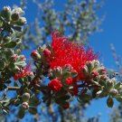 Granite Kunzea (Kunzea Pulchella) 100 Seeds