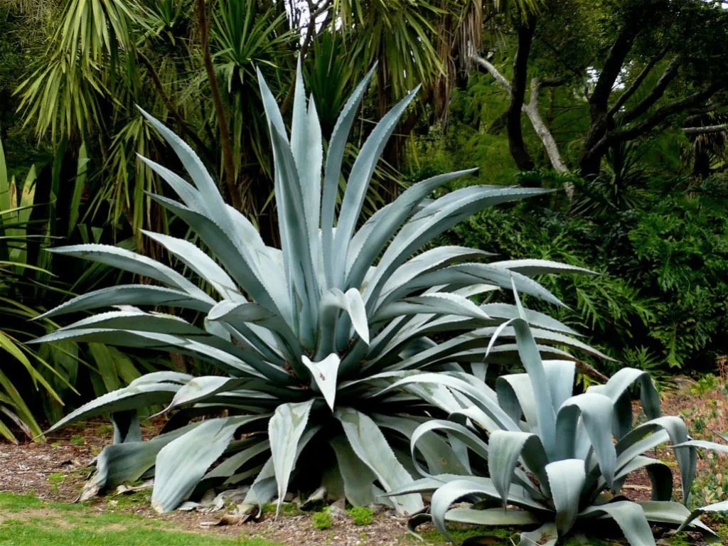 Century Plant/American Aloe (Agave Americana)10 Seeds